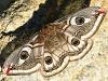 Saturnia sp.